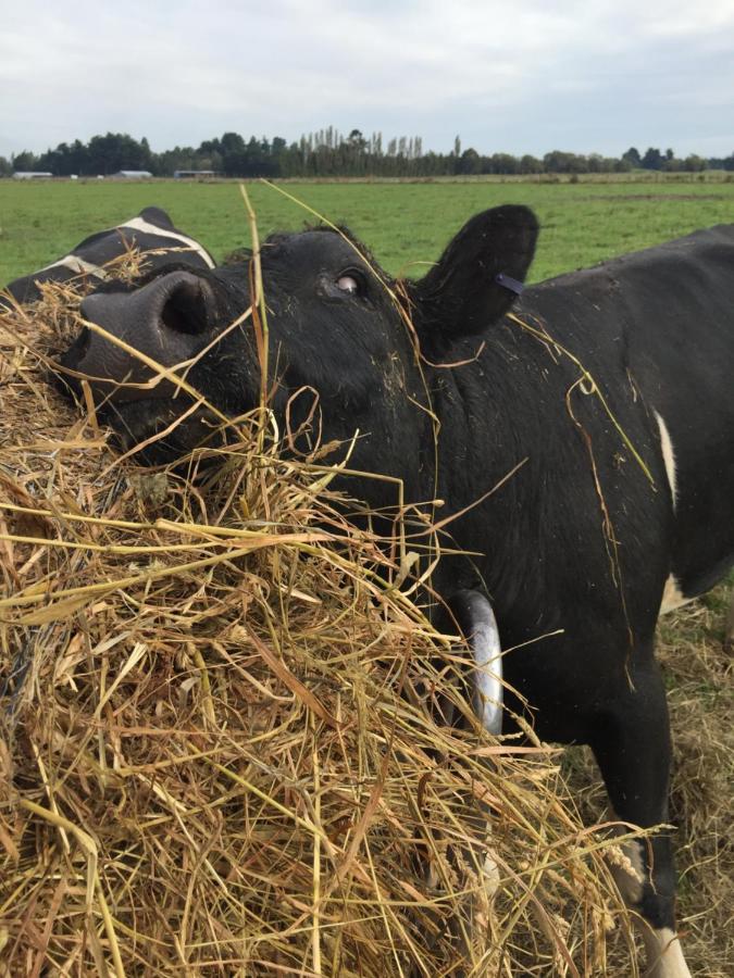 Holmestead Farm Methven Eksteriør billede
